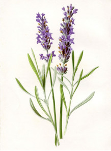 Lavender Oil (Bulgarian)