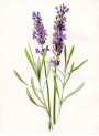 Lavender Oil (Bulgarian)