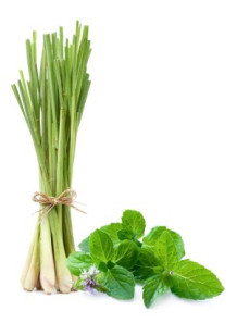  Lemongrass (Cymbopogon Flexuosus) Oil