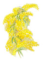 Mimosa Absolute