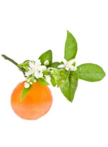 Orange Blossom Flower Absolute