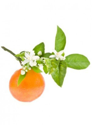 Orange Blossom Flower Absolute