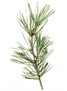  Pine Needle Oil (Scotch, Pinus Sylvestris)