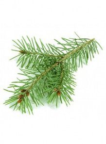 Pine Oil (India, Needles + Twigs)