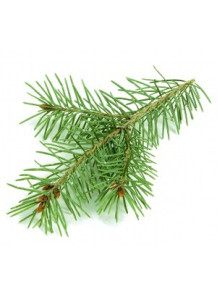  Pine Oil (India, Needles + Twigs)