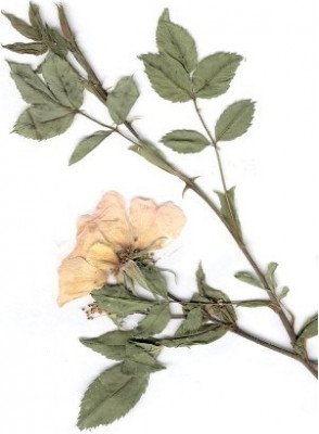 Bois De Rose (Rosewood) Oil Brazil