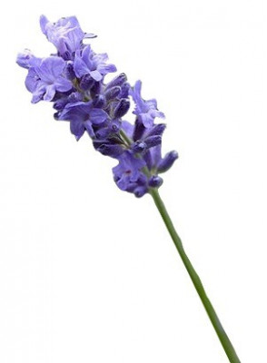 Spike Lavender Oil