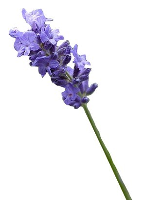 Spike Lavender Oil