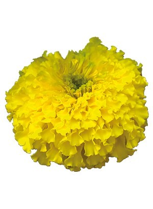Tagetes Oil