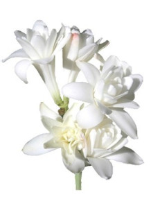  Tuberose Absolute