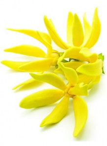 Ylang Ylang Oil (Flower)