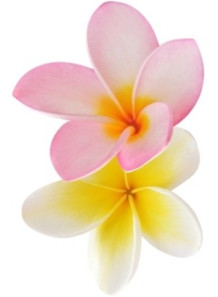  Frangipani Absolute