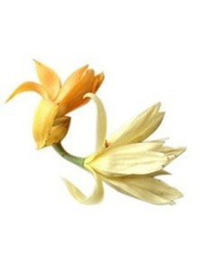 Michelia Champaca Flower Oil