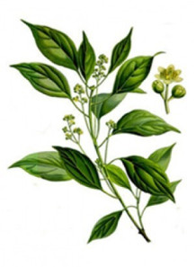 Ho Oil (Leaf, India)