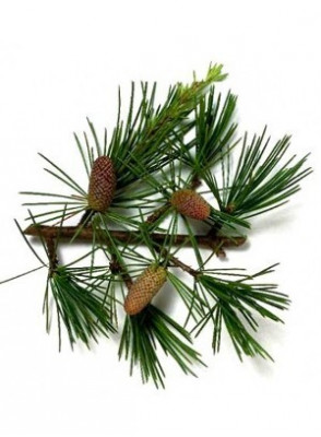 Cedarwood Oil (Himalayan)