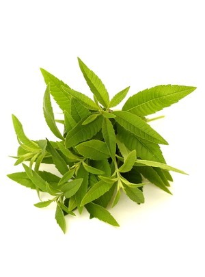 Lemon Verbena Oil