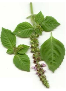 Holy Basil Oil