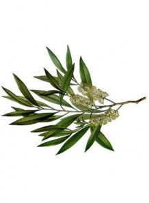 Cajeput / Cajuput / Cajaput Oil