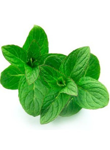  Bergamot Mint Oil (Mentha Citrata)