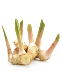  Galangal Oil