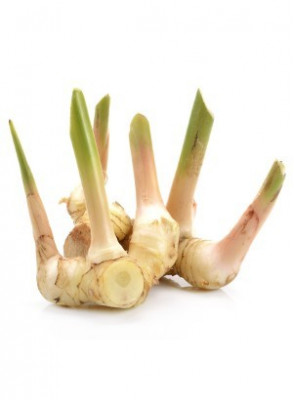 Galangal Oil