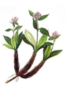  Spikenard Oil