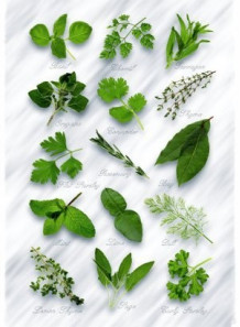 Bescents H (herb - สมุนไพร)