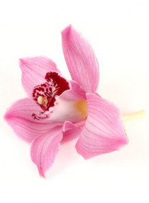 Bescents O (orchid - กล้วยไม้)