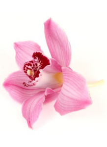  Bescents O (orchid - กล้วยไม้)