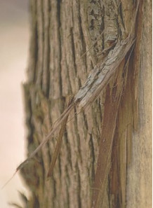 Bescents W (wood - ไม้ เปลือกไม้)