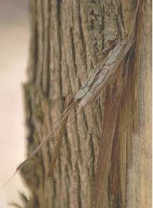 Bescents W (wood - ไม้...