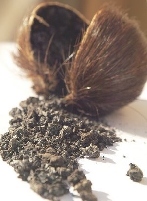 Bescents X (musk - มัสก์)