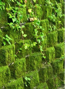 Bescents Y (moss - มอสส์)