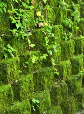 Bescents Y (moss - มอสส์)