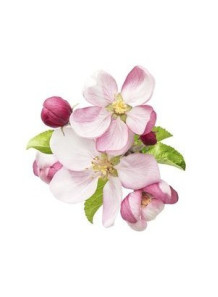 Apple Blossom