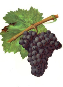  Herbal Grape