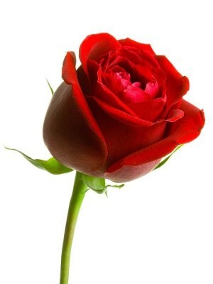 Romance Rose