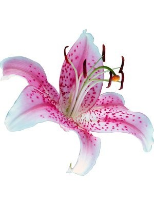 Clear Lily