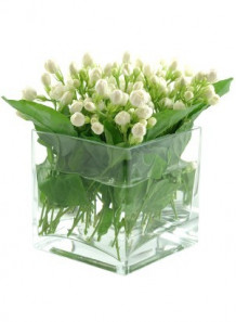 Jasmine Sweet