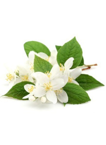 Jasmine (Warm & Spicy)...