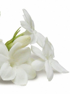 Jasmine Petal