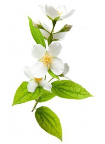 Jasmine Fresh