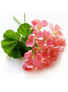 Geranium (Pelargonium...