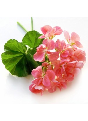 Geranium (Pelargonium Bourboun) Oil