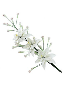 Tuberose Fragrance Oil