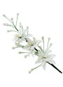 Tuberose Fragrance Oil