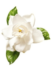 Gardenia 1