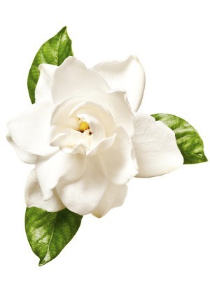 Gardenia 1