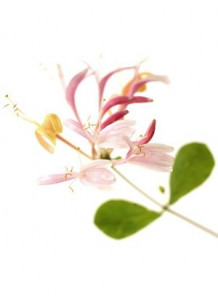 Honeysuckle