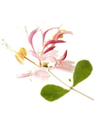 Honeysuckle